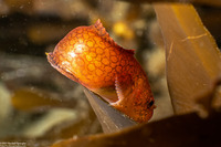 Liparis florae (Slimy Snailfish)