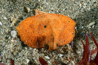Cryptolithodes sitchensis (Umbrella Crab)