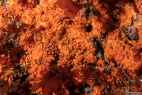 Cliona californiana (Boring Sponge)