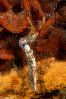 Orthopagurus minimus (Toothshell Hermit Crab)
