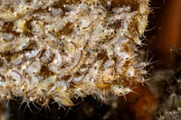 Protohyale sp.1 (Sea Flea)
