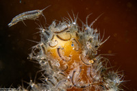 Protohyale sp.1 (Sea Flea)