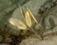Megasurcula carpenteriana (Carpenter's Turrid)