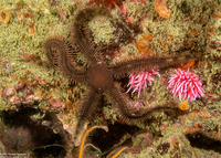 Ophiopteris papillosa (Flat-Spined Brittle Star)