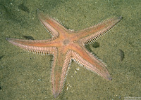 Astropecten armatus (Spiny Sand Star)