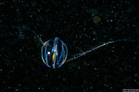 Pleurobrachia bachei (Sea Gooseberry)
