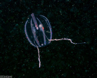 Pleurobrachia bachei (Sea Gooseberry)