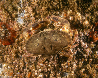 Cancer productus (Red Rock Crab)