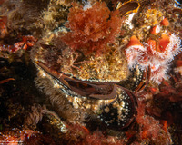 Mytilus galloprovincialis (Mediterranean Mussel)
