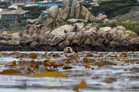 Enhydra lutris (California Sea Otter)