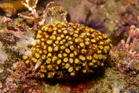 Lagenicella punctulata (Coralline Bryozoan)