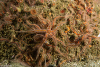 Ophiothrix spiculata (Spiny Brittle Star)