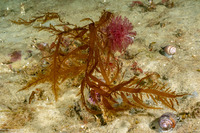 Desmarestia ligulata (Flattened Acid Kelp)