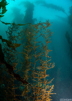 Stephanocystis osmundacea (Chain-Bladder Kelp)