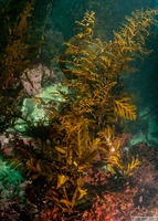 Stephanocystis osmundacea (Chain-Bladder Kelp)