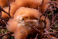 Mytilimeria nuttalli (Sea-Bottle Clam)