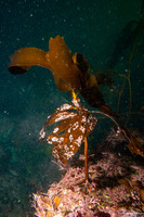 Pterygophora californica (Woody-Stemmed Kelp)