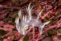 Dendronotus albus (White Dendronotus)