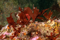 Rhodymenia pacifica (Pacific Rose Seaweed)
