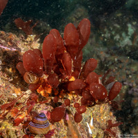 Botryocladia pseudodichotoma (Red Sea Grapes)