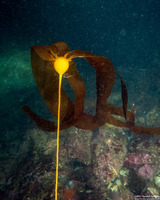 Nereocystis luetkeana (Bull Kelp)