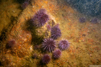 Strongylocentrotus purpuratus (Purple Sea Urchin)