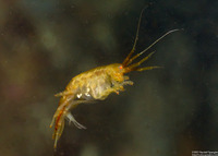 Sunamphitoe humeralis (Kelp Amphipod)