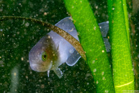 Icichthys lockingtoni (Medusafish)