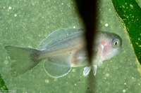 Icichthys lockingtoni (Medusafish)