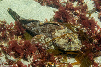 Scorpaenichthys marmoratus (Cabezon)