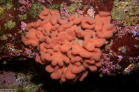 Aplidium californicum (Sea Pork)