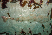 Squatina californica (Angel Shark)
