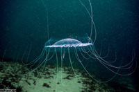 Solmissus sp.1 (Dinner Plate Jelly)