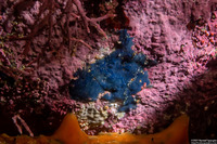 Acanthancora cyanocrypta (Cobalt Sponge)