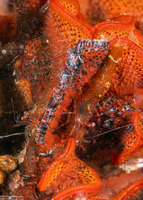 Heptacarpus palpator (Intertidal Coastal Shrimp)