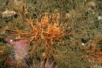 Cirriformia sp.1 (Cirriformia sp.1)