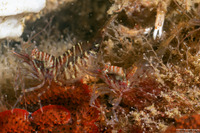 Heptacarpus pugettensis (Barred Shrimp)