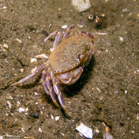 Cancer gracilis (Graceful Crab)