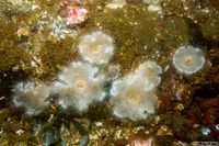 Metridium senile (Plumose Anemone)