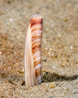 Ensis californicus (California Razor Clam)