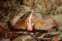 Cryptolithodes typicus (Butterfly Crab)