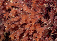 Rhodymenia pacifica (Pacific Rose Seaweed)