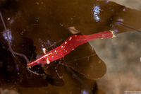 Heptacarpus stylus (Stiletto Shrimp)