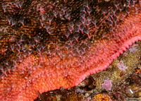 Integripelta bilabiata (Rosy Bryozoan)