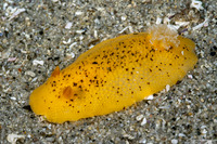 Peltodoris nobilis (Sea Lemon)