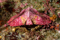 Cryptolithodes sitchensis (Umbrella Crab)