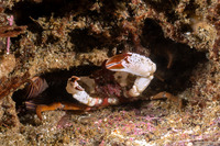 Pugettia foliata (Foliate Kelp Crab)