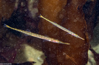 Aulorhynchus flavidus (Tubesnout)