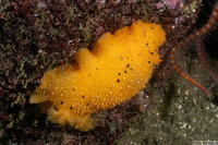Doris montereyensis (Monterey Dorid)