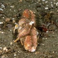 Latulambrus occidentalis (Sandflat Elbow Crab)